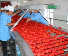 Європейський інвестиційний банк виділить кошти на запуск лінії з переробки томатів в Україні
